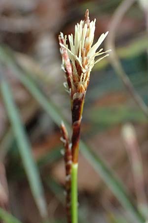 Carex humilis \ Erd-Segge, Niedrige Segge / Dwarf Sedge, D Sandhausen 21.3.2022