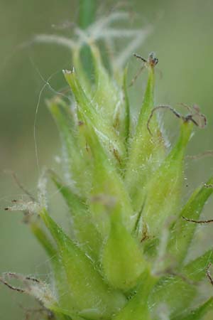 Carex hirta \ Behaarte Segge / Hairy Sedge, D Mörfelden 30.5.2023