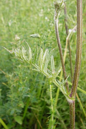 Cirsium tuberosum \ Knollige Kratzdistel, Knollen-Kratzdistel / Tuberous Thistle, D Oppenheim 9.6.2015