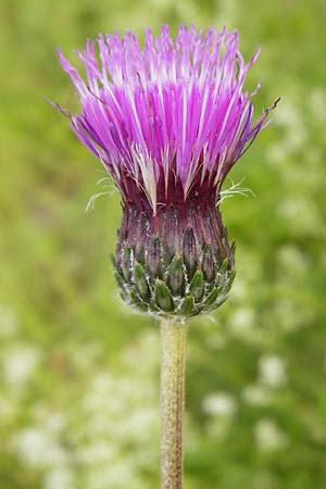 Cirsium tuberosum \ Knollige Kratzdistel, Knollen-Kratzdistel, D Oppenheim 9.6.2015