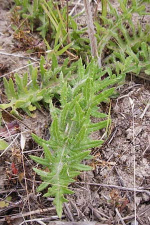 Cirsium tuberosum \ Knollige Kratzdistel, Knollen-Kratzdistel, D Oppenheim 9.6.2015