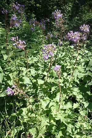 Cicerbita alpina \ Alpen-Milchlattich, Blaue Sau-Distel, D Schwarzwald, Notschrei 10.7.2016