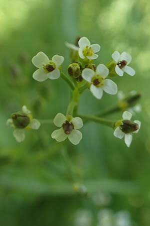 Calepina irregularis \ Wendich, Kalepine / White Ball-Mustard, D Mannheim 30.4.2019