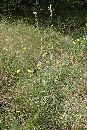 Chondrilla juncea \ Binsen-Knorpellattich, Groer Knorpellattich / Rush Skeletonweed, D Ingelheim 11.7.2017