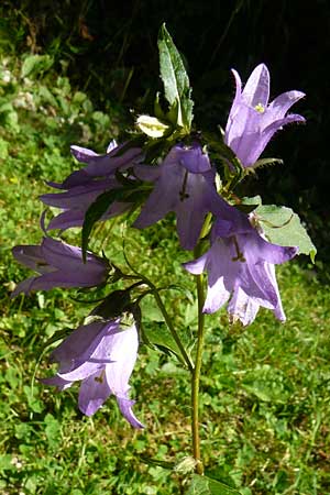 Campanula latifolia \ Breitblttrige Glockenblume / Giant Bellflower, D Beuron 11.7.2015