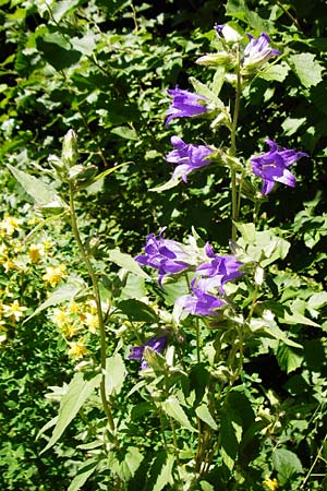 Campanula latifolia \ Breitblttrige Glockenblume / Giant Bellflower, D Schelklingen 10.7.2015