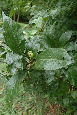 Crataegus x lavallei \ Lederblttriger Weidorn, Apfeldorn / Lavalle Hawthorn, D Mannheim 18.8.2015