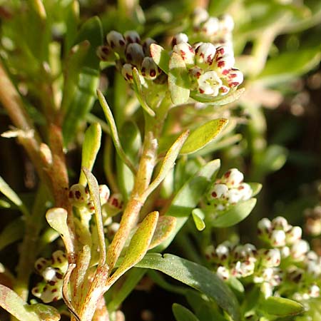 Corrigiola litoralis \ Hirschsprung / Strapwort, D Dresden 2.11.2015