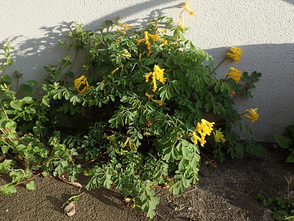 Corydalis lutea \ Gelber Lerchensporn, D Mannheim 25.4.2016