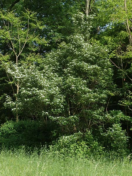 Crataegus x lavallei \ Lederblttriger Weidorn, Apfeldorn / Lavalle Hawthorn, D Mannheim 25.5.2016