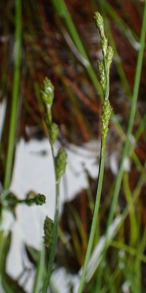 Carex polyphylla \ Unterbrochenhrige Segge / Berkeley Sedge, Grassland Sedge, D Pfronten 9.6.2016