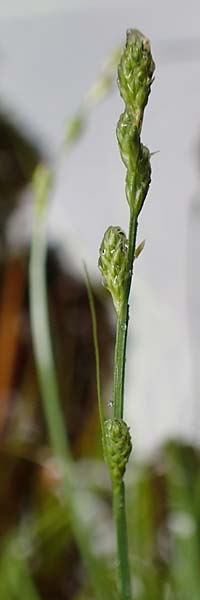 Carex polyphylla \ Unterbrochenhrige Segge / Berkeley Sedge, Grassland Sedge, D Pfronten 9.6.2016