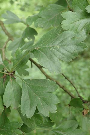 Crataegus rhipidophylla subsp. rhipidophylla \ Grokelch-Weidorn / Midland Hawthorn, D Langenselbold 11.6.2016