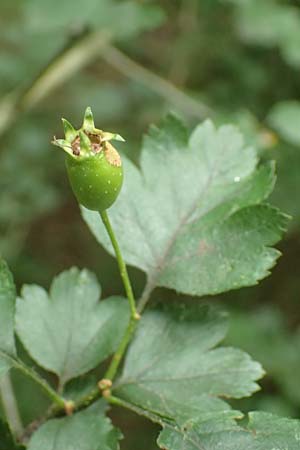 Crataegus rhipidophylla subsp. rhipidophylla \ Grokelch-Weidorn / Midland Hawthorn, D Langenselbold 11.6.2016