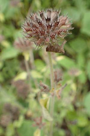 Clinopodium vulgare \ Wirbeldost, D Klingenberg am Main 17.9.2016