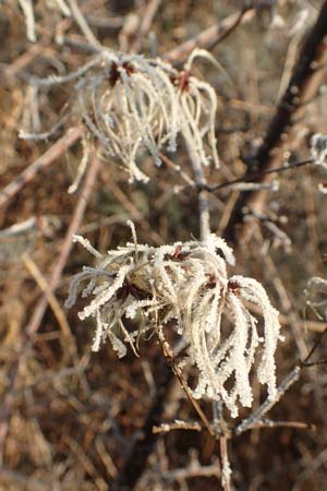 Clematis vitalba \ Gewhnliche Waldrebe, D Pforzheim 1.1.2017