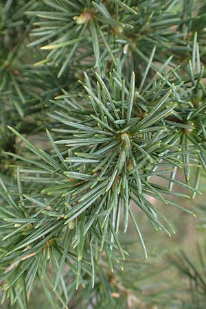 Cedrus libani \ Libanon-Zeder, D Weinheim an der Bergstraße 10.4.2018