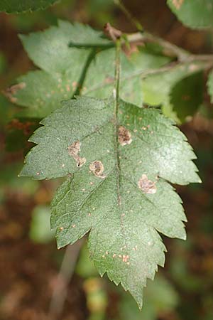 Crataegus rhipidophylla subsp. lindmanii \ Lindmans Weidorn, Langkelch-Weidorn / Lindman's Hawthorn, D Mainz 10.10.2018