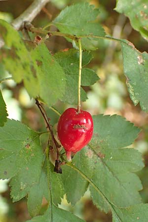 Crataegus rhipidophylla subsp. lindmanii \ Lindmans Weidorn, Langkelch-Weidorn / Lindman's Hawthorn, D Mainz 10.10.2018