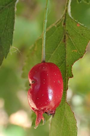 Crataegus rhipidophylla subsp. lindmanii \ Lindmans Weidorn, Langkelch-Weidorn / Lindman's Hawthorn, D Mainz 10.10.2018