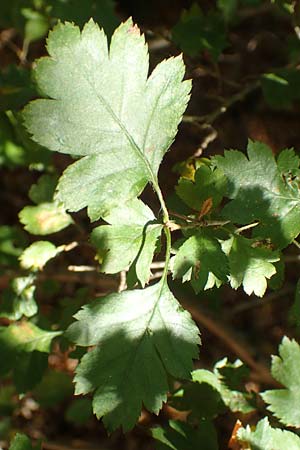 Crataegus rhipidophylla subsp. lindmanii \ Lindmans Weidorn, Langkelch-Weidorn / Lindman's Hawthorn, D Mainz 10.10.2018