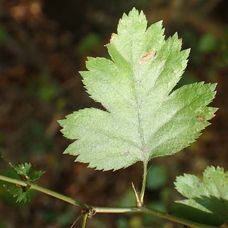 Crataegus rhipidophylla subsp. lindmanii \ Lindmans Weidorn, Langkelch-Weidorn / Lindman's Hawthorn, D Mainz 10.10.2018