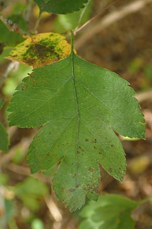 Crataegus rhipidophylla subsp. lindmanii \ Lindmans Weißdorn, Langkelch-Weißdorn / Lindman's Hawthorn, D Mainz 10.10.2018