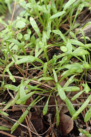 Claytonia perfoliata \ Gewhnliches Tellerkraut, Kuba-Spinat, D Bickenbach 27.10.2018