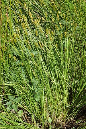 Carex ovalis \ Hasenfu-Segge, Hasenpfoten-Segge / Oval Sedge, D Meinerzhagen 14.6.2019