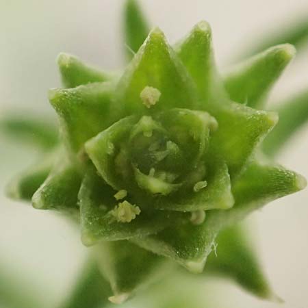 Corispermum leptopterum \ Schmalflgeliger Wanzensame / Bugseed, D Sandhausen 16.8.2019