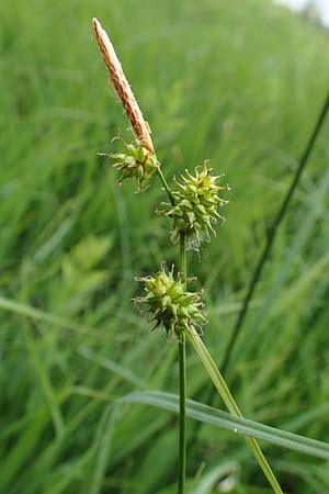 Carex lepidocarpa \ Schuppenfrchtige Gelb-Segge, D Neuleiningen 25.5.2020