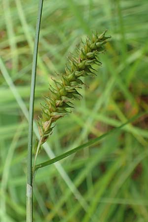 Carex laevigata \ Glatte Segge, D Hunsrück, Langweiler 18.7.2020