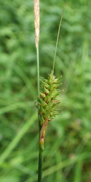 Carex laevigata \ Glatte Segge, D Hunsrück, Langweiler 18.7.2020