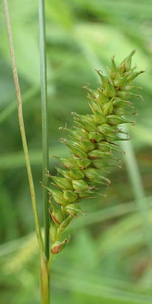 Carex laevigata \ Glatte Segge, D Hunsrück, Langweiler 18.7.2020