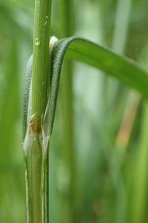 Carex laevigata \ Glatte Segge, D Hunsrück, Langweiler 18.7.2020