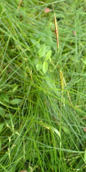 Carex laevigata \ Glatte Segge, D Hunsrück, Langweiler 18.7.2020