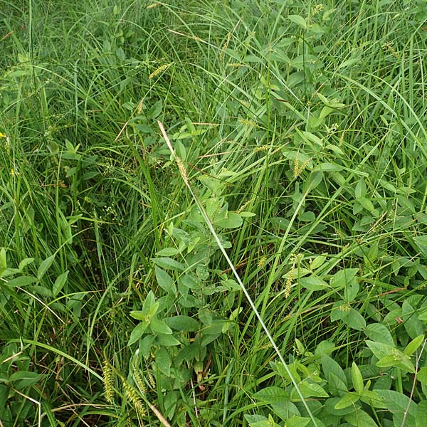 Carex laevigata \ Glatte Segge, D Hunsrück, Langweiler 18.7.2020