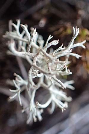 Cladonia rangiferina \ Rentier-Flechte / Reindeer Lichen, D Brandenburg, Havelaue-Gülpe 16.9.2020