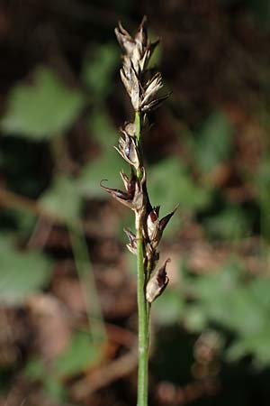 Carex polyphylla \ Unterbrochenhrige Segge, D Brensbach 10.10.2020