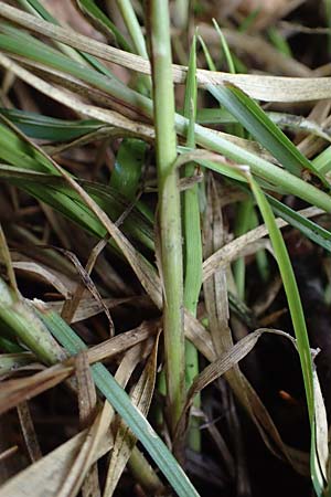 Carex polyphylla \ Unterbrochenhrige Segge, D Brensbach 10.10.2020