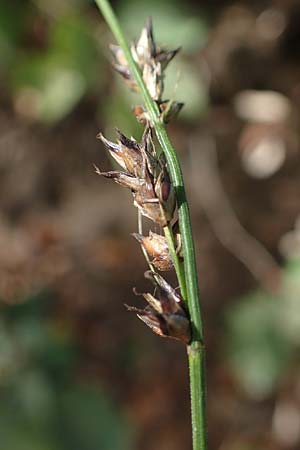 Carex polyphylla \ Unterbrochenhrige Segge, D Brensbach 10.10.2020