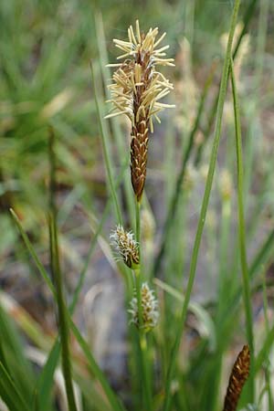 Carex lepidocarpa \ Schuppenfrchtige Gelb-Segge / Shed Sedge, D Neuleiningen 15.5.2021