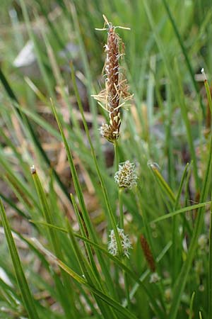 Carex lepidocarpa \ Schuppenfrchtige Gelb-Segge / Shed Sedge, D Neuleiningen 15.5.2021