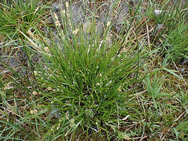 Carex lepidocarpa \ Schuppenfrchtige Gelb-Segge, D Neuleiningen 15.5.2021