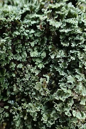 Cladonia caespiticia \ Schuppenfrchtige Becher-Flechte, Bschel-Flechte, D Bad Dürkheim 15.1.2022