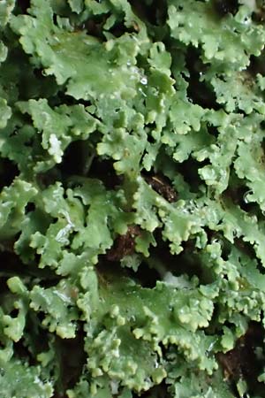 Cladonia caespiticia \ Schuppenfrchtige Becher-Flechte, Bschel-Flechte, D Bad Dürkheim 15.1.2022