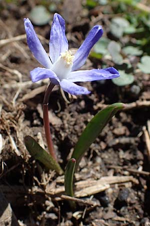 Scilla luciliae x siehei \ Hybrid-Sternhyazinthe, D Erlenbach am Main 19.3.2022