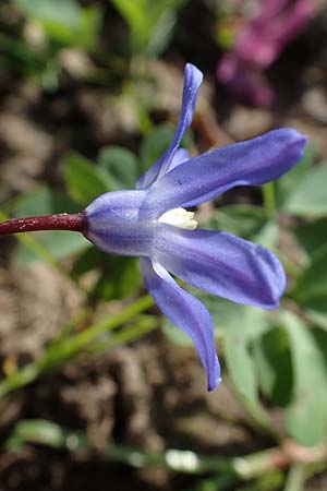 Scilla luciliae \ Lucile-Schneeglanz, Lydische Sternhyazinthe / Boissier's Glory of the Snow, Lucile's Glory of the Snow, D Weinheim an der Bergstraße 21.3.2022