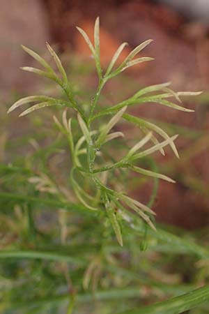 Cyclospermum leptophyllum \ Dnnblttriger Kreissame / Marsh Parsley, Fir-Leaved Celery, D Bochum 21.8.2022