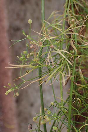 Cyclospermum leptophyllum / Marsh Parsley, Fir-Leaved Celery, D Bochum 21.8.2022